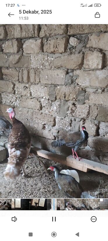 Hinduşka: Məhsul: Hinduşka (ev quşu) Təsvir: - Şəkillərdə boz/gümüşü rəngli və — 6