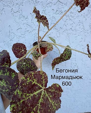 Бегонии: Продаю комнатные цветы. Бегонии декоративно-лиственные, кодиум — 4