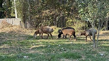 Баран, овца: Продаю | Баран (самец) | Арашан — 11