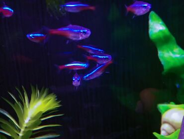 akvarium ve baliqlar: Baliq neon рыба неон