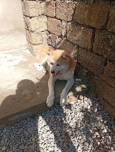 balaca dovsan: Akita-inu, 7 ay, Erkək, Peyvəndli, Ünvandan götürmə — 3