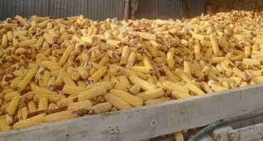кинолог бишкек цены: Кукуруза Початках 8 тонн