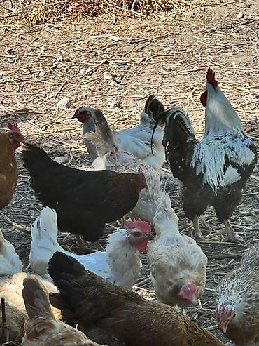 пёс: Продаю | Куры | Домашняя | Несушки — 5
