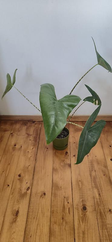 sumuk unu satışı: Alocasia zebrina. En böyük yarpağı 2 el böyüklüyünde. Bazar günü metro — 1