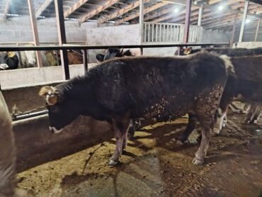 Коровы, быки: Продаю | Тёлка | Алатауская | На забой, Для разведения — 8
