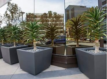 Digər bitkilər: Dibcekler — 5