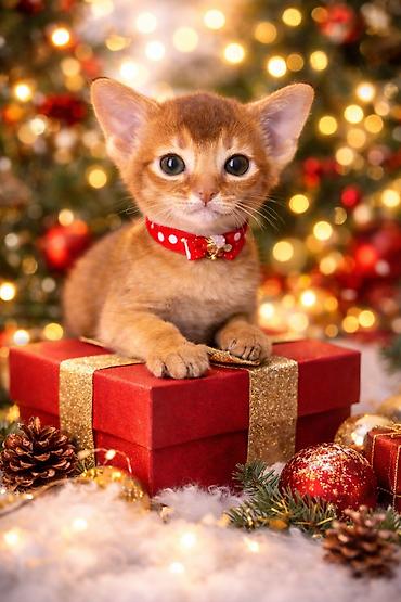 Мышыктар сатылат: 🐾 Абиссинские котята — очаровательные малыши в поисках любящих хозяев! — 1