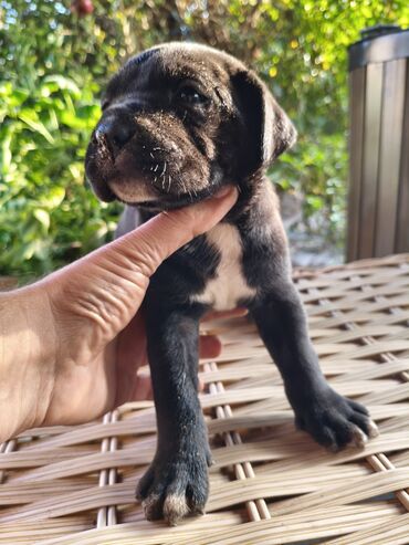 İtlər: 1 ay, Peyvəndli, Rayonlara çatdırılma, Ünvandan götürmə, Pulsuz çatdırılma — 16