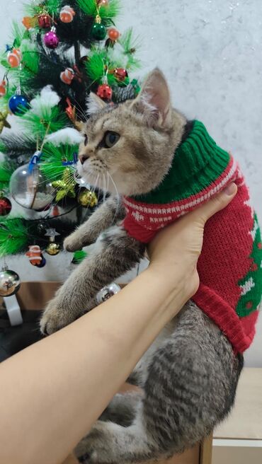 Pişiklər: Qızıl şinşilla, Erkək, Yaxşı əllərə, Ödənişli çatdırılma, Ünvandan götürmə — 7