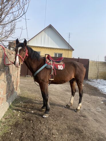 купить лошадь полутяж: Продаю | Конь (самец)