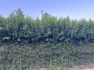 Ağaclar: İlin 12 ayı həmişə yaşıl dekorativ ağaclar yarpaqları tökülmür bu -da lalafo.az — 3 Ağaclar: İlin 12 ayı həmişə yaşıl dekorativ ağaclar yarpaqları tökülmür bu — 3