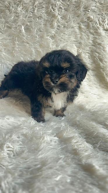 İtlər: Pekines, 2 ay, Sənədli, Ödənişli çatdırılma, Pulsuz çatdırılma — 6
