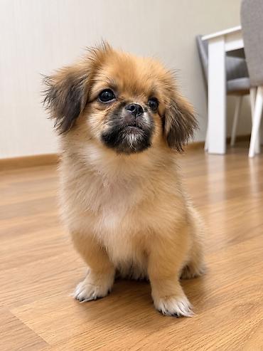 pekines: Pekines, 4 ay — 4