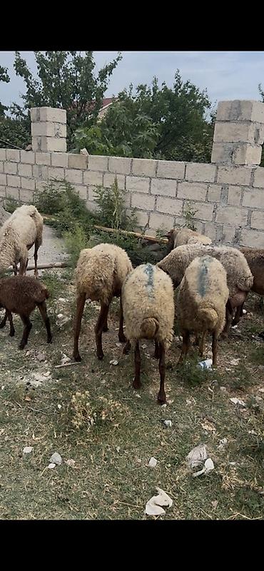 halep kecisi satilir: Isdiyen olsa elaqe saxlasin - Fotoşəkillərdə göstərilən yerli — 3