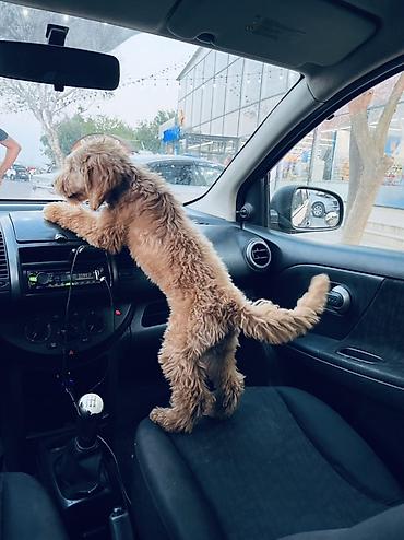 Pudel, 5 ay, Erkək, Peyvəndli, Ödənişli çatdırılma, Ünvandan götürmə