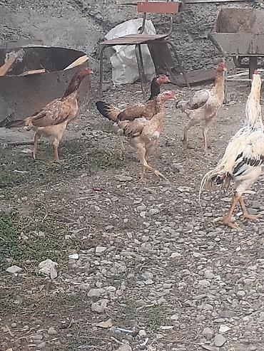 Heyvanlar: Heyratı fərələr 5 dənə qırmızı fərədi biri kürk yatır bu ilki fərələrd — 5