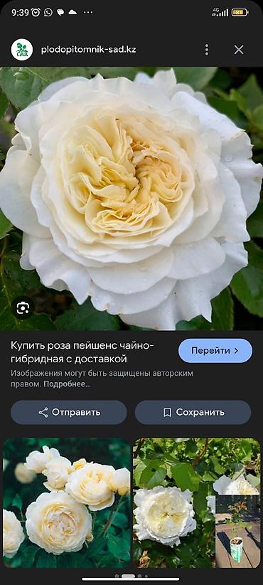 Роза: Саженцы садовых роз (кустарниковые/чайно-гибридные, флорибунда) — — 15