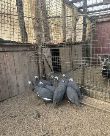 купить декоративных курей: Продаю | Петух, Куры