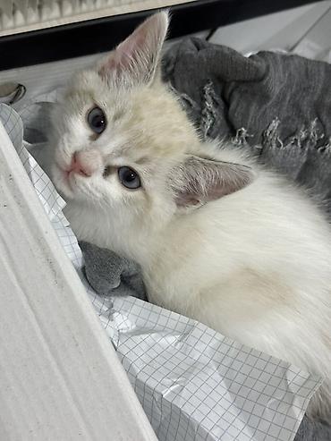 эр: Тайская, 2 месяца, Мальчик, Приучена к лотку — 8