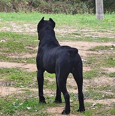 pepco psi: Na prodaju prelep mužjak Cane Corso, star 2,5 godine. Socijalizovan — 4