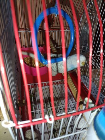 Tutuquşları: 2 popuqaydı dest hamsı bır yerde satıram 60 man — 2