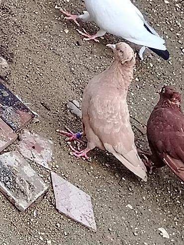 danşan quş: Salam sari maya 20manat son qiymetdi maşdagadı real alıcı narahat — 1