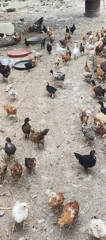 quslar haqqinda melumat: Toyuq cücələri, Ətlik, Ünvandan götürmə — 5