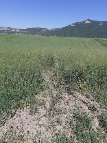 Landşaft işləri: Kupcalı 41 sot torpaq 20 sotda satilir — 2