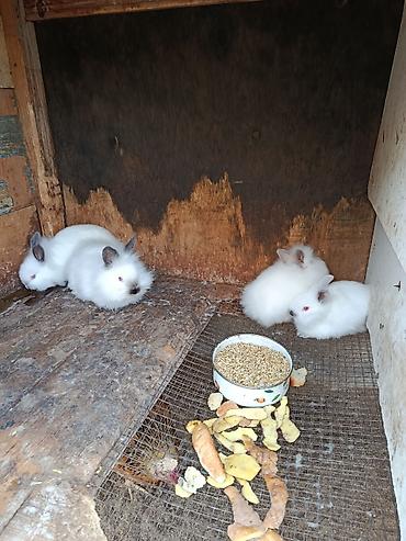 Dovşanlar: Salam.kaliforniya anqorka dovsanlari satilir.qiymet dovwana gore — 6