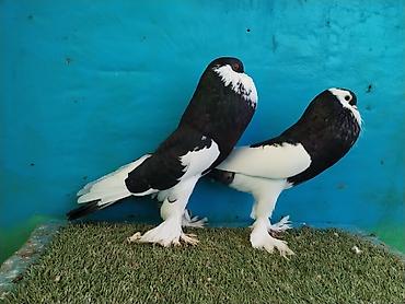 Göyərçinlər: Satilir pomeran Dutular 2 Cut Var cutu 120 Manatdi Bir cut Ag Qara Var — 16