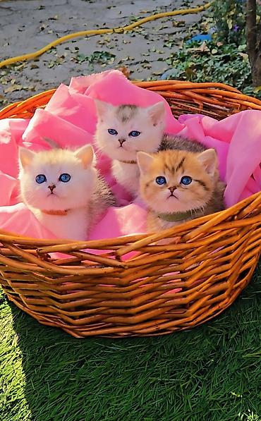 ищу котят: Шотландские чистопородные котята. Скоттиш фолд и страйт. Ласковые — 10