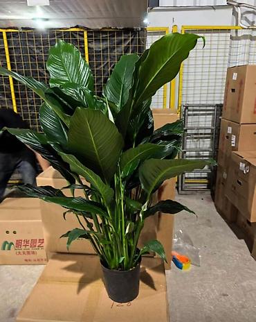 Аглаонемы: Аглаонема (Aglaonema) с вариегатной листвой — крупные — 67