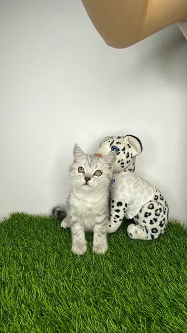 именные ошейники для кошек на заказ: Британский короткошёрстный котёнок, окрас серебристая шиншилла