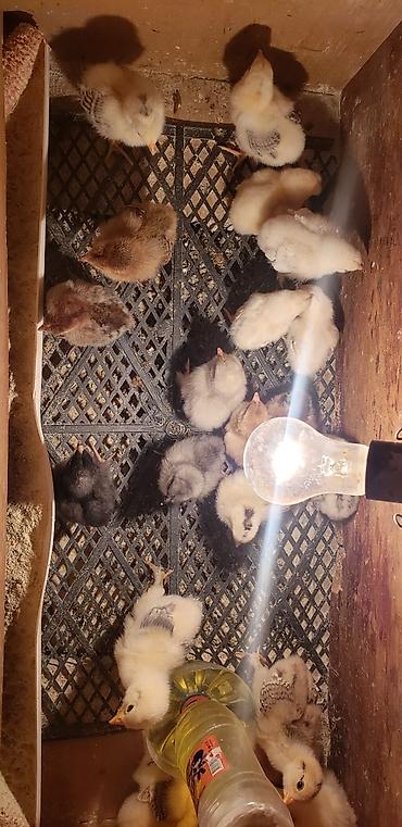 Куры, петухи: Продаю | Цыплята | Для разведения — 17