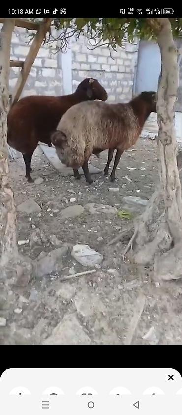 Keçi əti: Tecili satilir 2,qoca etdiyede satilir kilonan damazdiqada fikri ciddi — 2