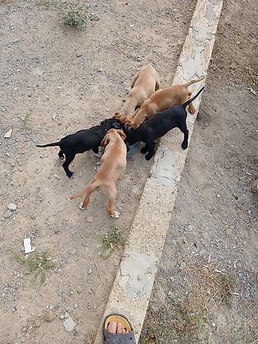 İtlər: 2 il, Dişi, Peyvəndli, Ödənişli çatdırılma — 10