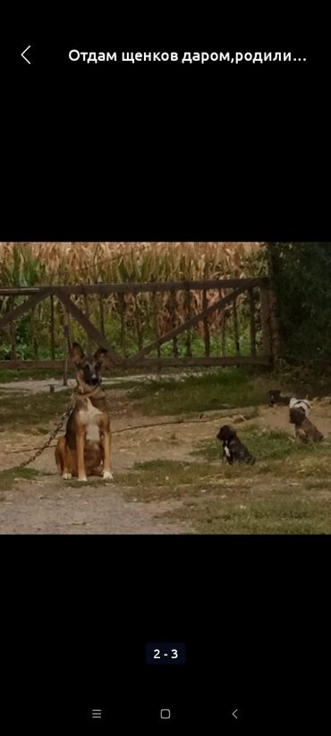 питомники собак бишкек: Овчарка, 2 месяца, Самка
