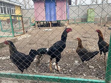 Куры, петухи: Продаю | Петух | Бойцовая | Для разведения, Для боев — 9