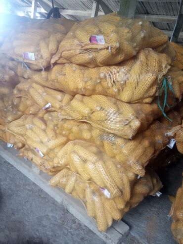 117 объявлений | lalafo.kg: Продаю кукурузу в початках, сухая, чистая. Затарены в сечатые мешки