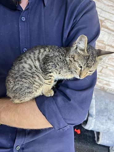 кошка пародистый: Полосатый котёнок, короткошёрстный табби. Особенности: - Окрас — 3