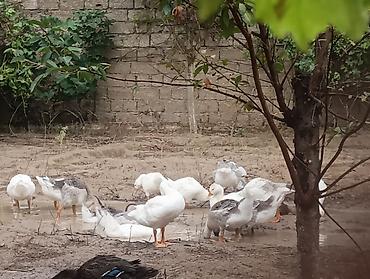 kirpi satisi: Erkək, | Linda, Damazlıq, Ödənişli çatdırılma — 4
