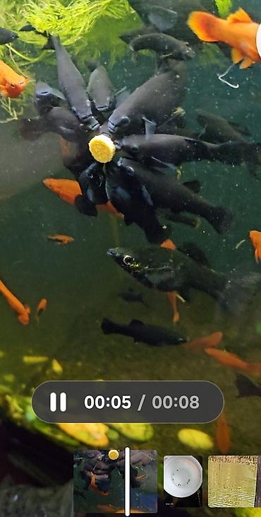 Продаю аквариумных рыбок 🐠 В наличии здоровые, активные рыбки
