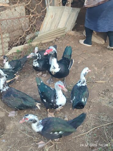 Ördəklər: Dişi, | Lal ördək, Ətlik — 2