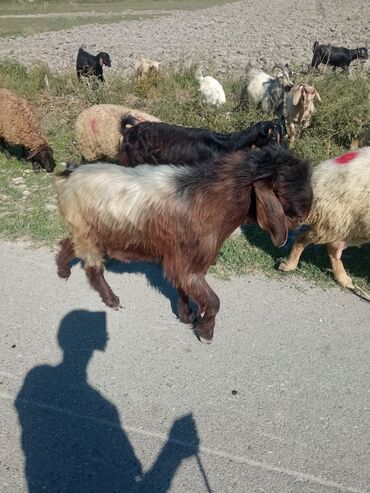 Keçi, çəpiş: Qoyun-keçi sürüsü üçün erkək keçi (ehtimalən yerli/anglo-nubian tipli — 4