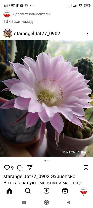 Другой декор и предметы интерьера: Распродажа алоэ и другие цветы по 100 сом — 14