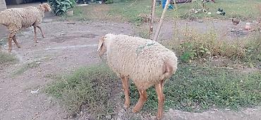 Айыл-чарба жаныбарлары: Сатам | Кочкор (эркек) — 2