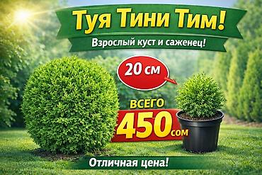 саженцы елки: Туи местные выращенные в Кыргызстане 100% приживаемость!!! Саженцы — 3