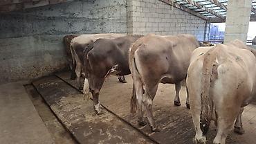 Коровы, быки: Продаю | Корова (самка), Бык (самец) — 1