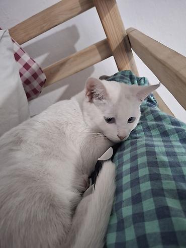 ориентальная кошка цена: Кошка даром: Ориентальная, 6 месяцев, Девочка, Приучена к лотку — 6