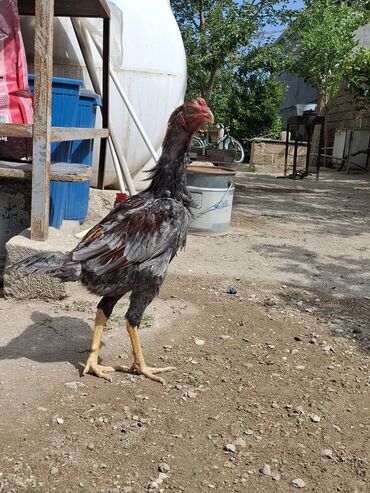 quş yuvası: Heyratı